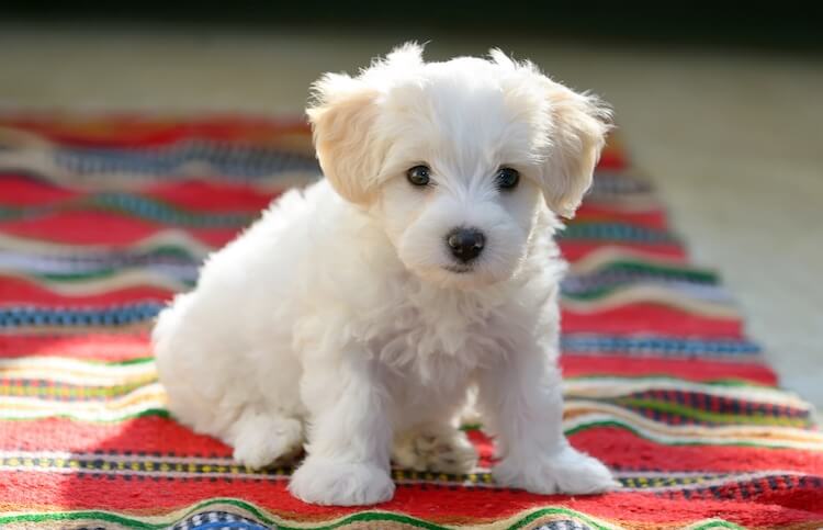 Maltese Puppy