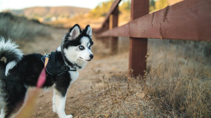 Miniature Husky What To Know About Mischievous Mini Huskies Cover