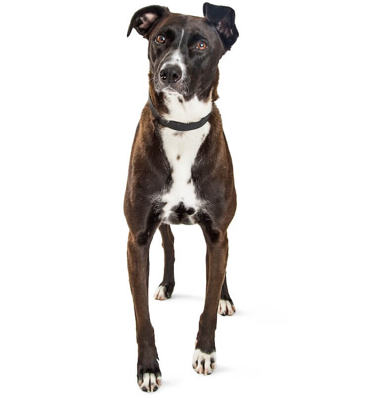 7 Facts About The Mountain Cur Dog Breed Every New Owner - 