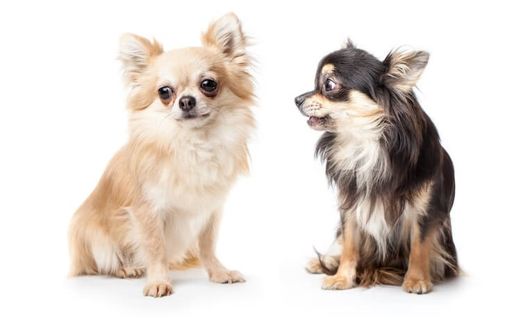 Pair of Two Long Haired Chihuahua Dogs