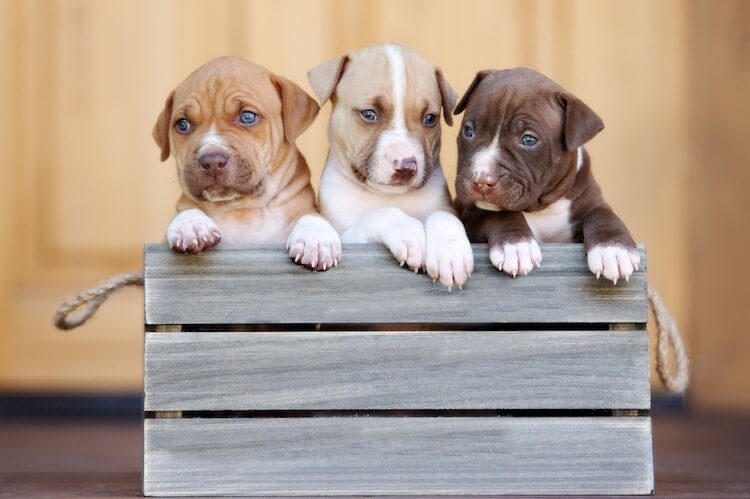 fawn and white pitbull puppies