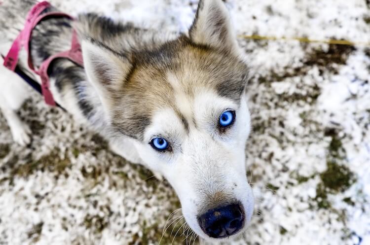 Siberian Husky Eyes