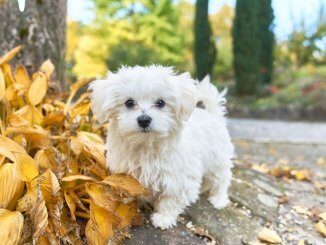 Teacup Maltese Feature