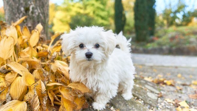 Teacup Maltese Feature