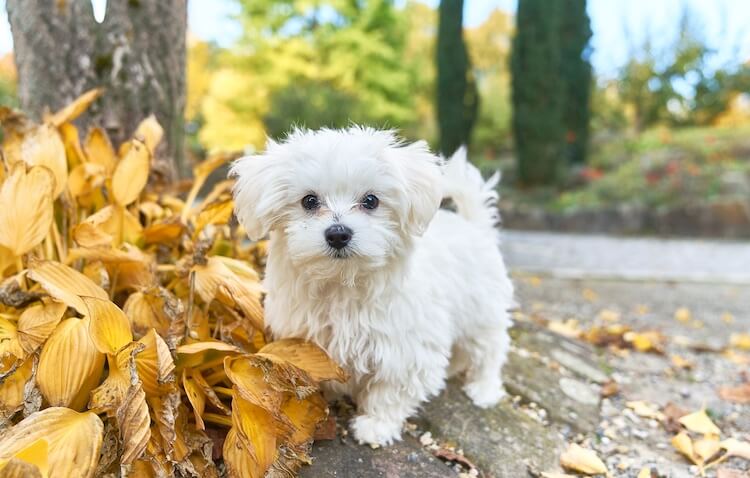 mini maltese poodle