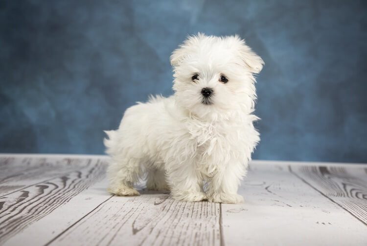 Teacup Maltese Portrait