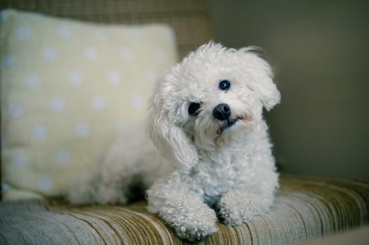 Teacup Maltese