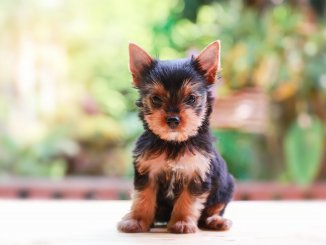 Teacup Yorkie What To Know Before Buying Cover