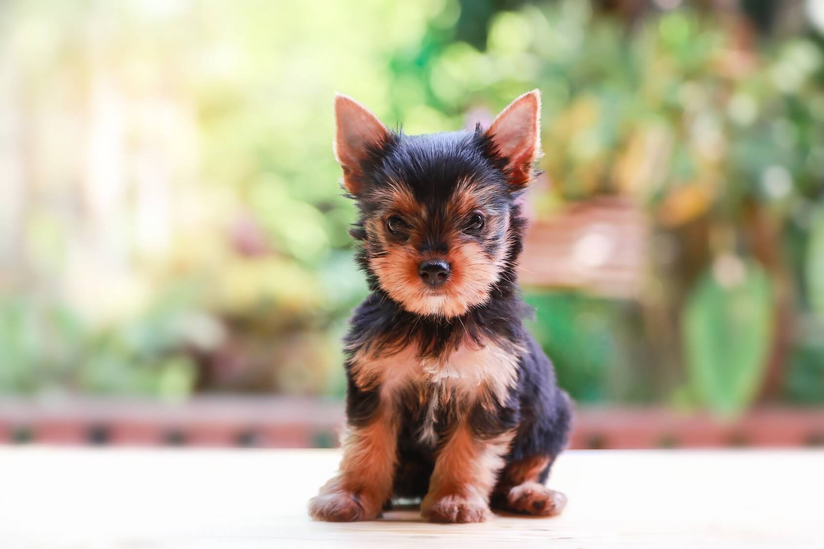 teacup yorkie size