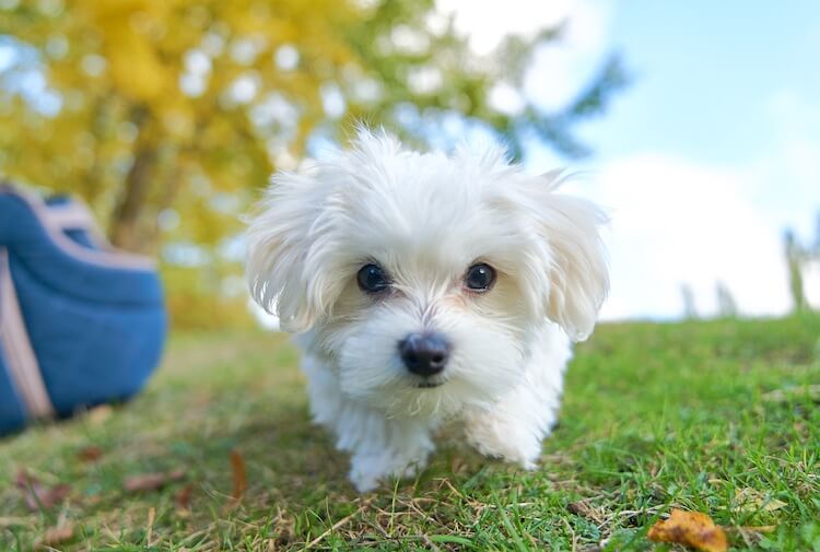 Toy Maltese Dog