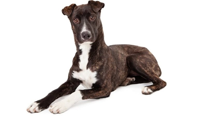 a beautiful mountain cur dog with a brindle coat laying down and looking at the camera