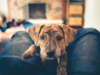 a cute curious brindle mountain cur puppy sees the camera for the first time