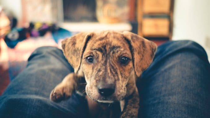 a cute curious brindle mountain cur puppy sees the camera for the first time