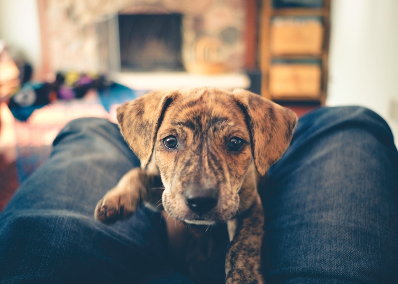 is dry food harmful to a mountain cur puppy