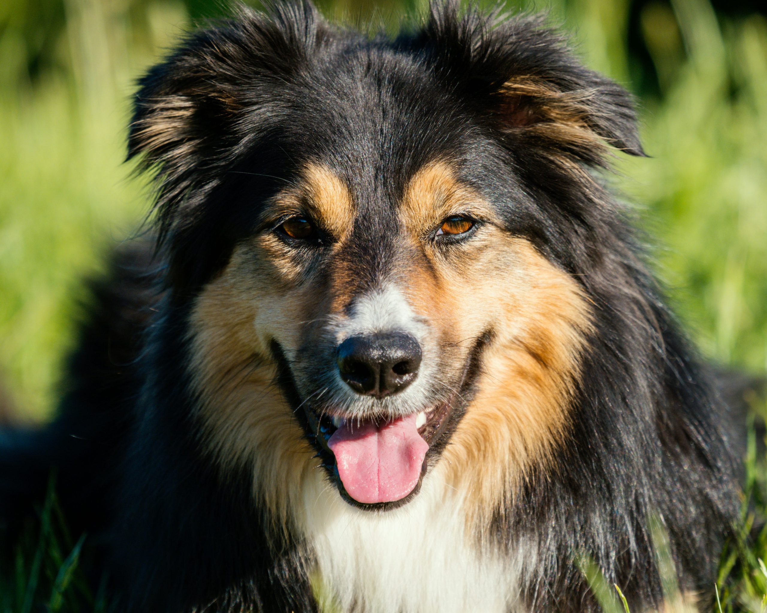 Border Collie German Shepherd Mix