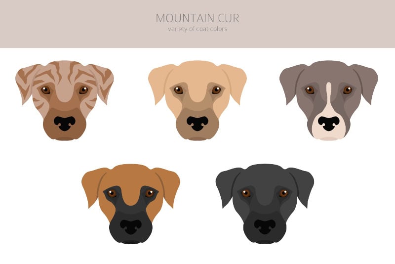 illustration of different coat colors of mountain cur