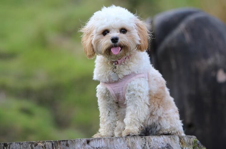 maltese poodle mix dog