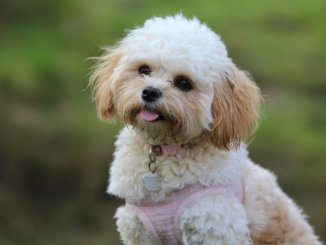 maltese poodle mix feature