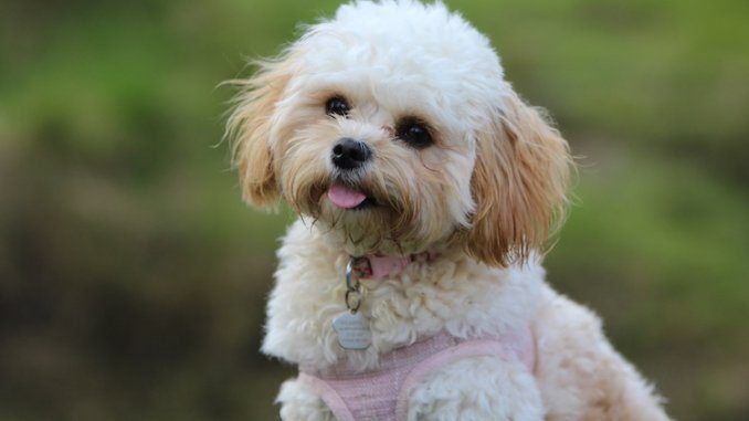 French shop poodle maltese