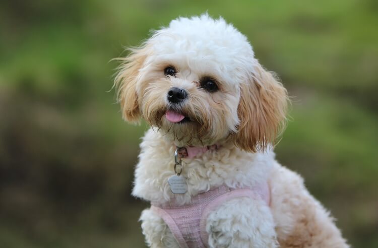 maltese and poodle cross