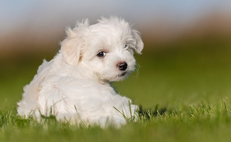 maltese poodle mix head