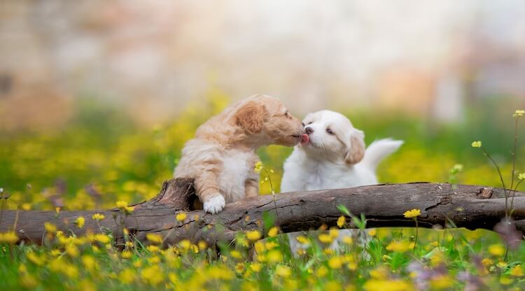 maltese poodle mix playing