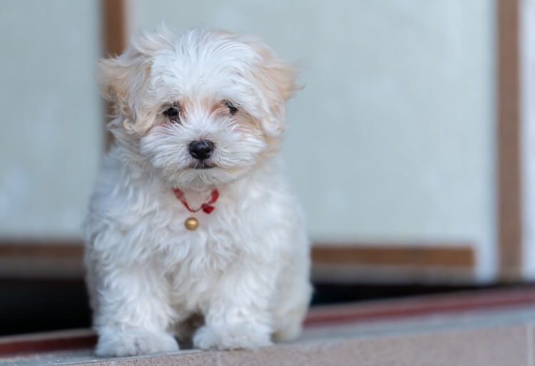 maltese poodle mix portrait