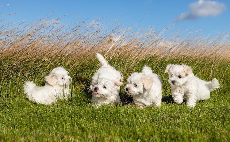 maltese poodle mix puppies