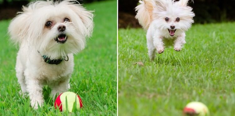 poodle maltese mix dogs