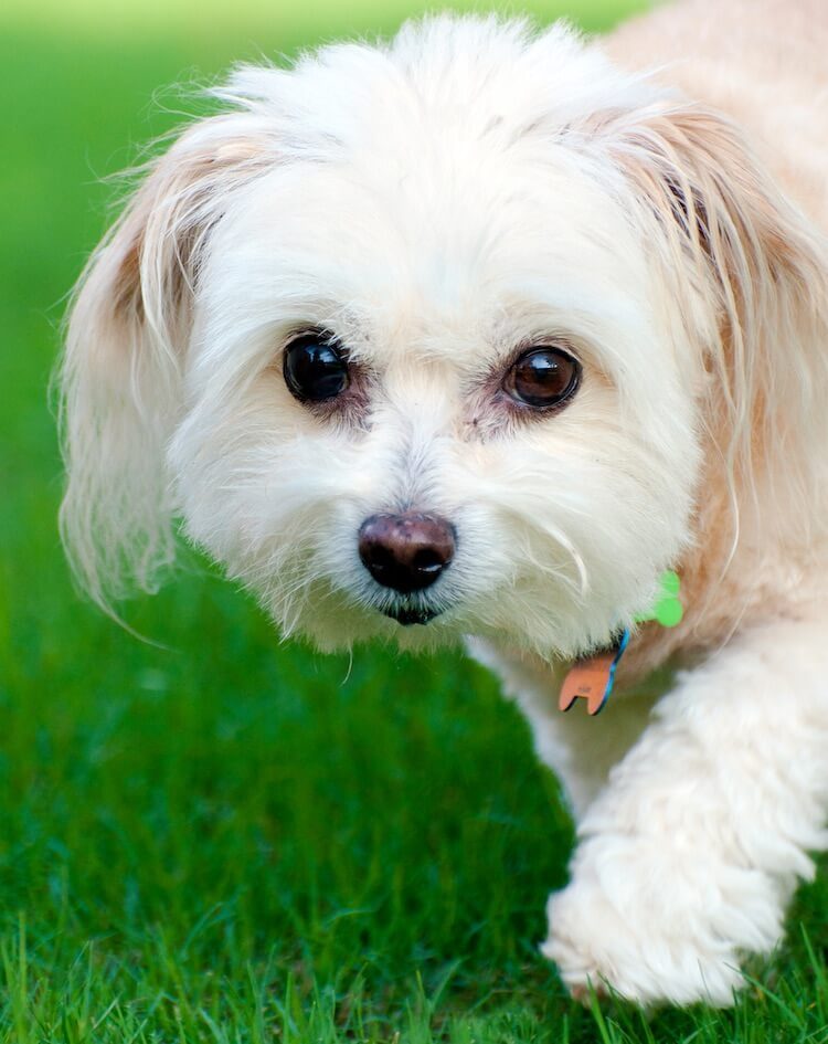 poodle mix with maltese