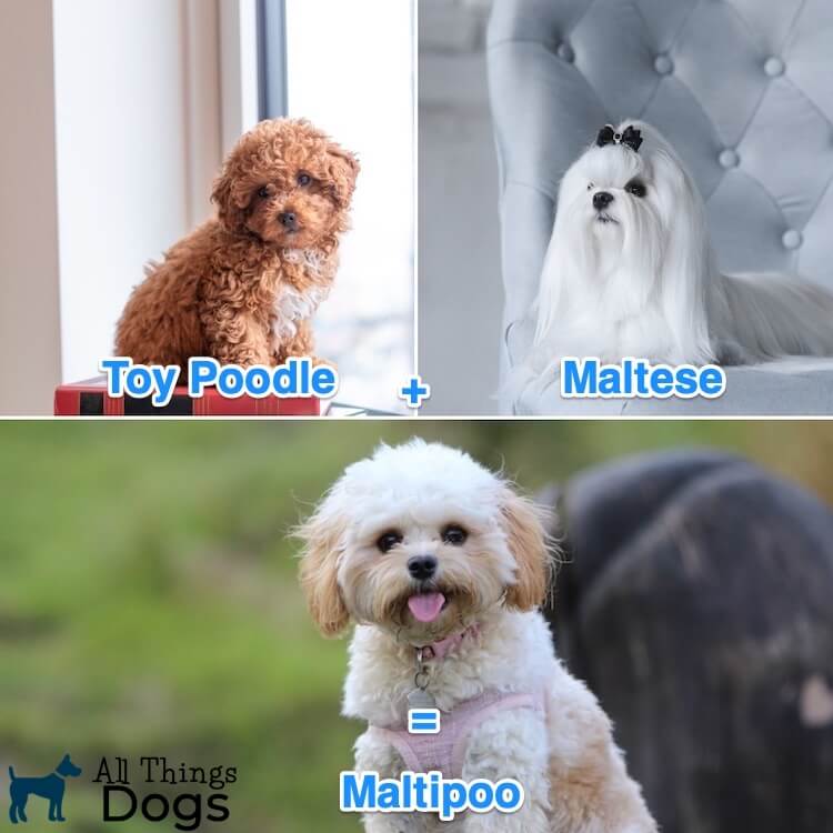 77+ Maltese Poodle Mix Dog