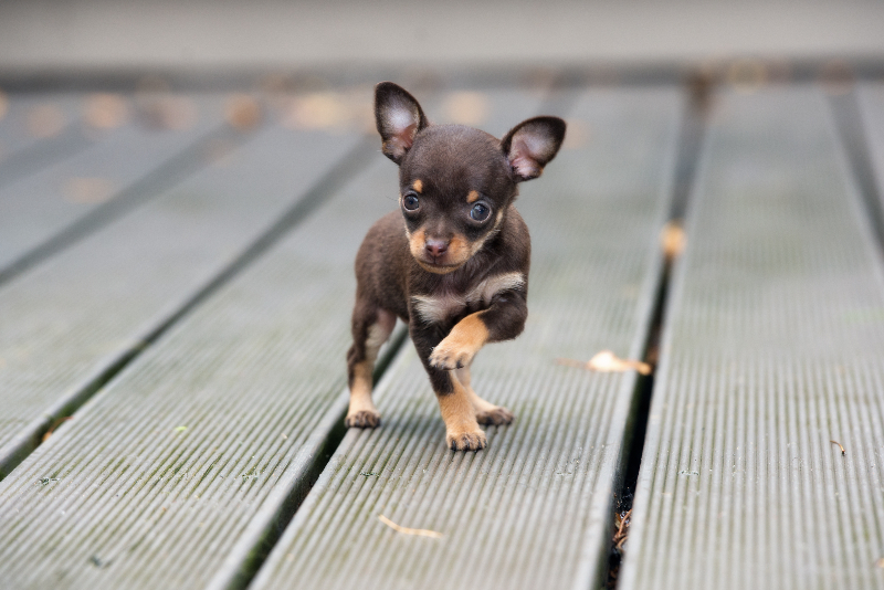 Adorable miniature chihuahua posing outdoors