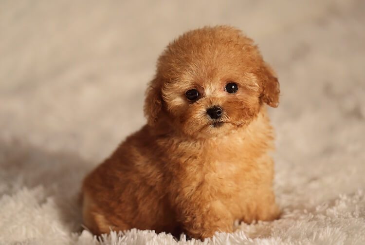 miniature poodle precio