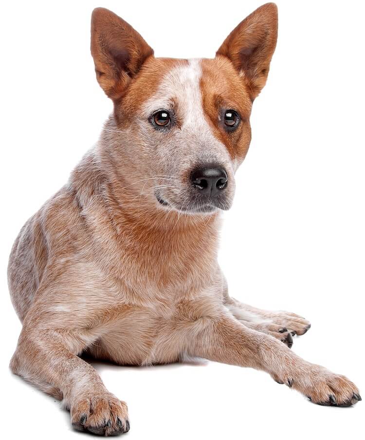 red heeler mix