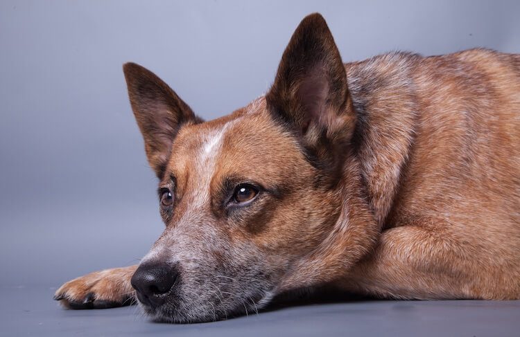 Red Heeler Dog Breed Information: Temperament, Appearance ...