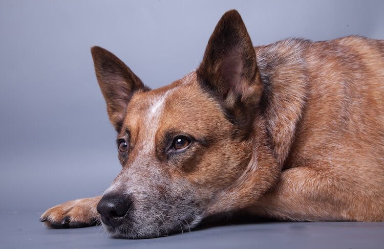 red heeler and husky mix