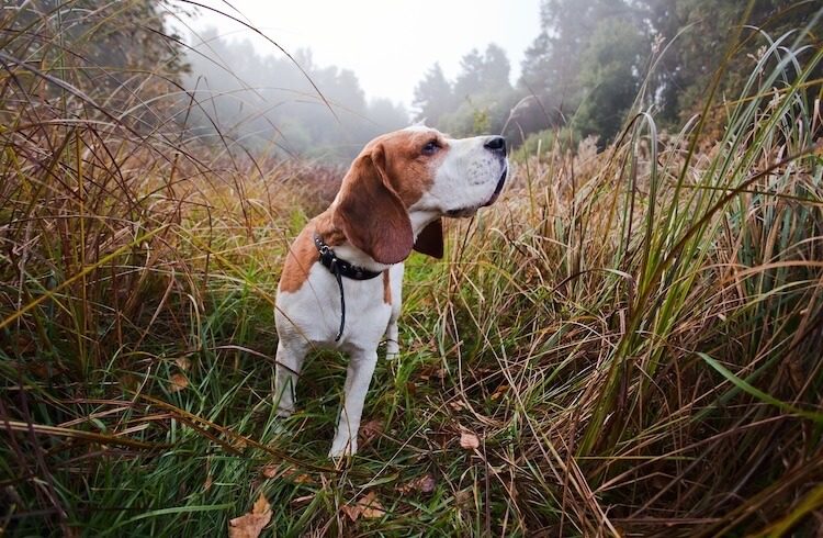 Beagle Dog