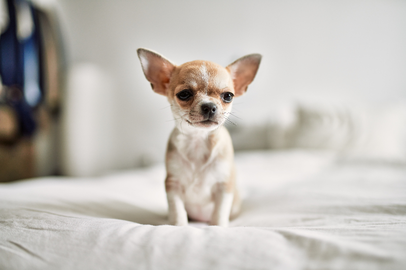 Beautiful mini chihuahua puppy standing on the bed