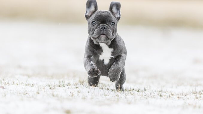 Blaue Französische Bulldogge Rasseprofil: Farbe, Preis, Temperament und mehr... Cover