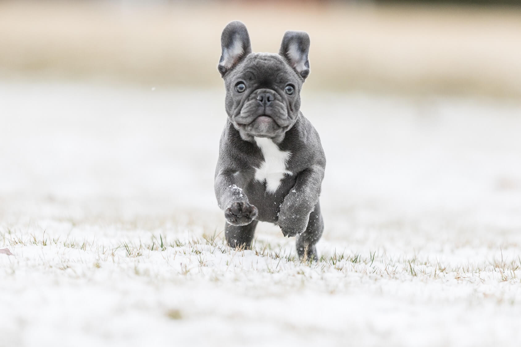 Blue French Bulldog - The Right Dog For You? | All Things Dogs