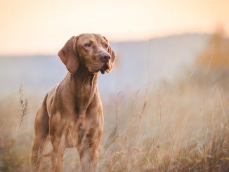 Hunting Dog Names Feature