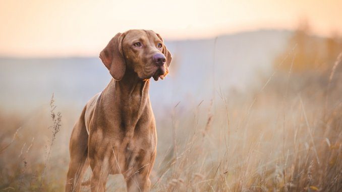 Hunting Dog Names Feature