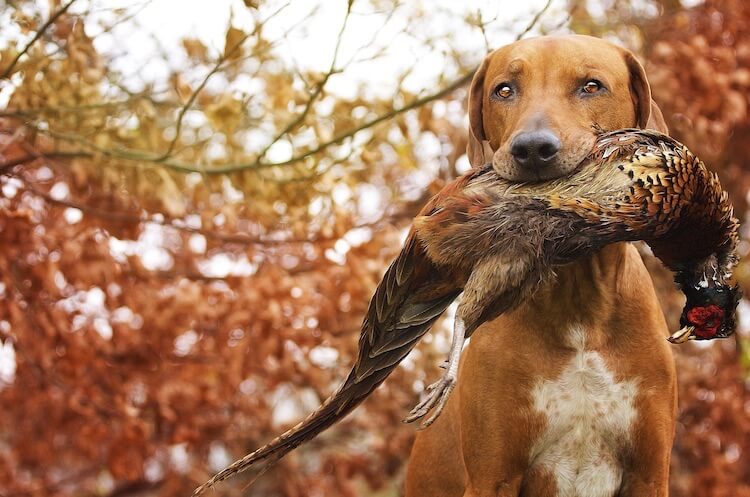 Hunting Dog Names