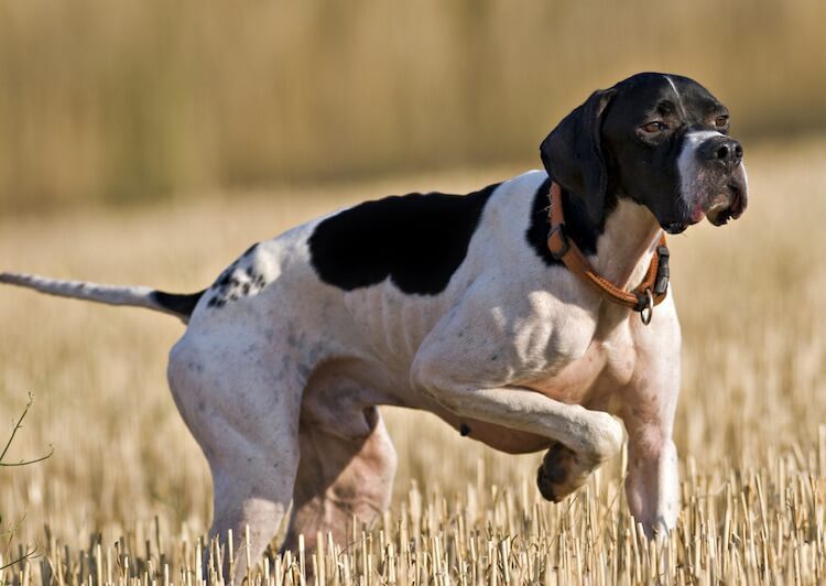 Hunting Dog