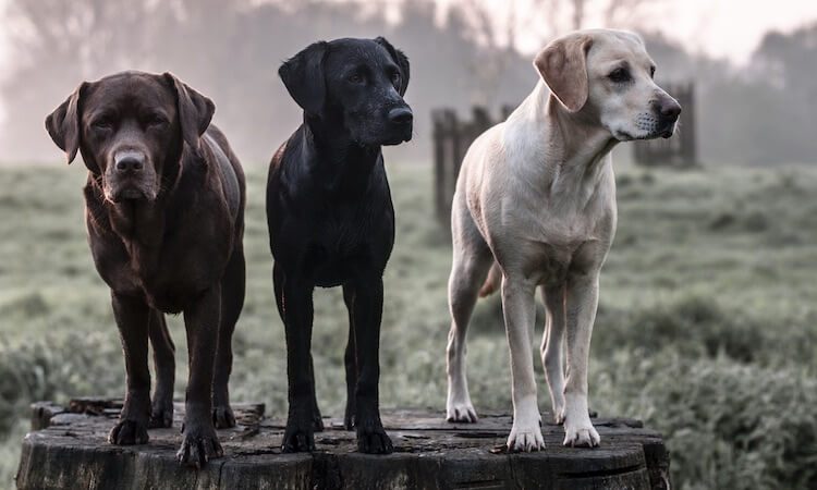 Labrador Retriever Dogs