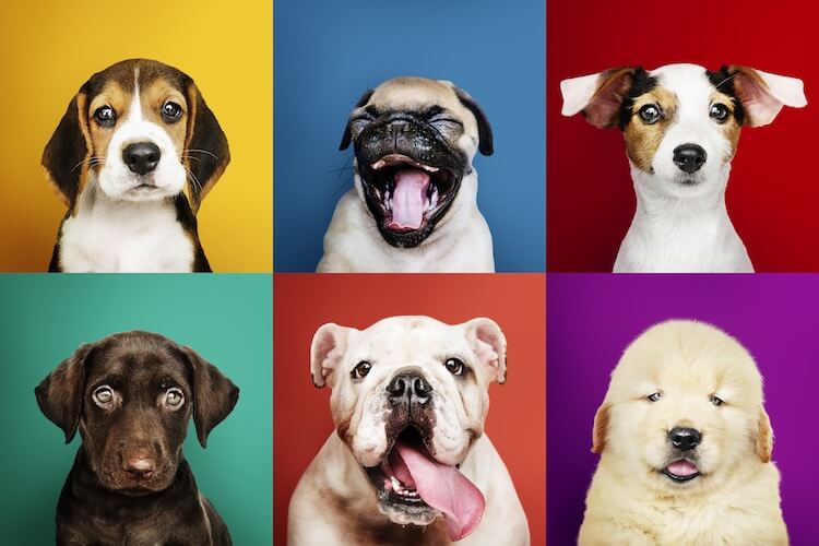 The A-Z of Puppy Names (300+ Unique, Popular & Cute Names for Puppies) | All Things Dogs The A-Z of Puppy Names (300+ Unique, Popular & Cute Names for Puppies) | All Things Dogs