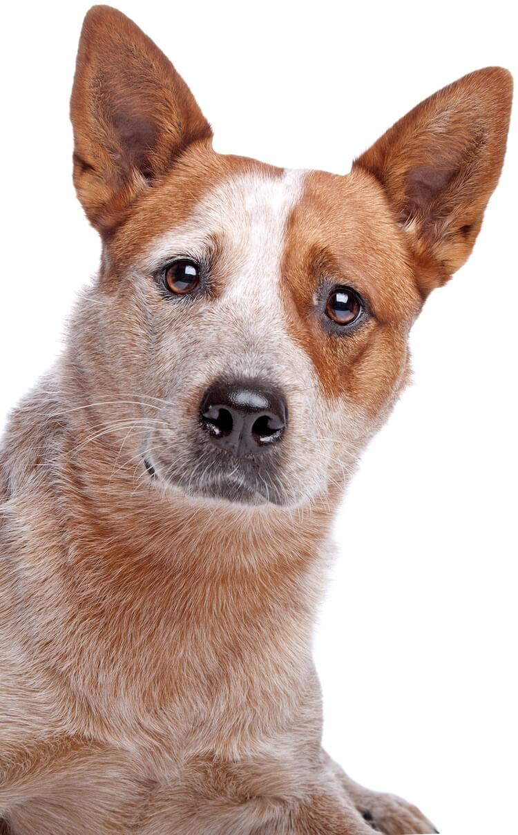 Red Heeler Face