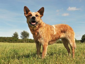 Red Heeler Dog