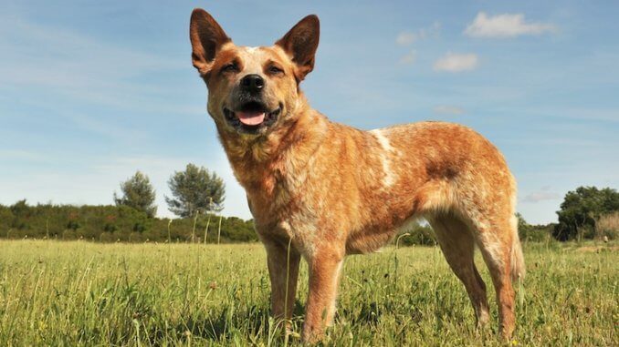 Red Heeler Dog