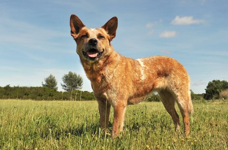 average weight of a blue heeler